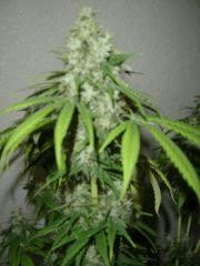 MobyDick transformers to NorthenLight mais sous forme de sativa F+64