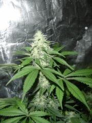 Somango x Speciale k11 F+50