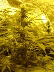 K13haze à F+27