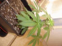 SomangoxSpecial k11 en retard