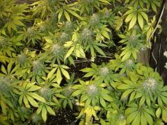 Moby Dick F+50
