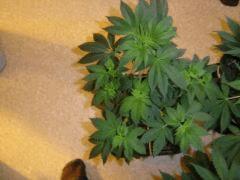 Sour Diesel 2
