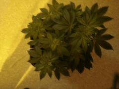 SourD