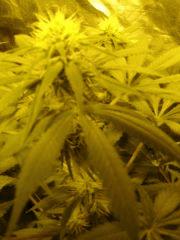 Sommet de K13haze a f+27