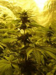 Moby Dick f+32