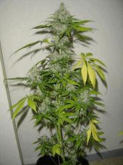 SpecialK11xSomango F+64