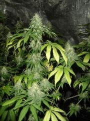 Moby Dick F+50 by night