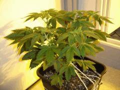 Sour D f+4