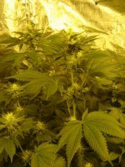 SourDiesel à f+32