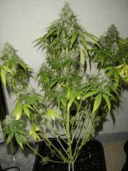 SpecialK11xsomango F+64