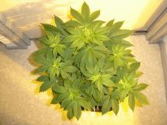 SOur Diesel 1 f+4