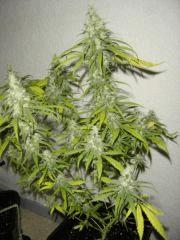 K13haze F+64