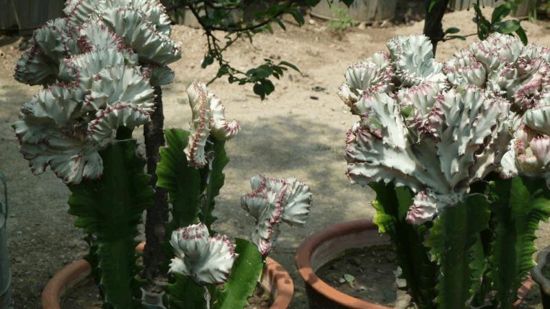 gallery_681336_2066_35730.jpg