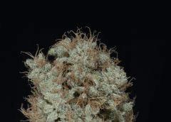 AK-Blue