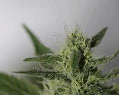 AK-Blue phéno "satif" à env mi flo