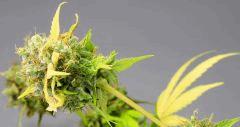 Ak blue (phéno indica=le plus fréquent...)