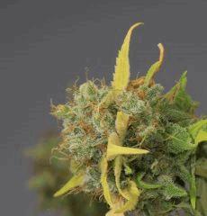Ak Blue  (phéno indica = le plus fréquent...)