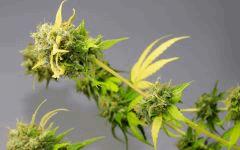 Ak Blue  (phéno indica = le plus fréquent...)