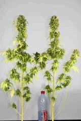 Ak Blue  (phéno indica = le plus fréquent...)