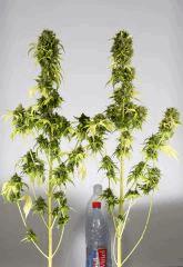 Ak Blue  (phéno indica = le plus fréquent...)