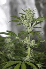 AK-Blue phéno "satif" à env mi flo