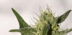 AK-Blue phéno "satif" à env mi flo