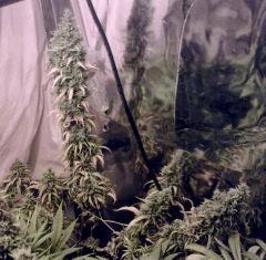 JF 59 (6)