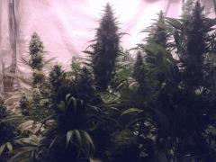 JF 52 (13)
