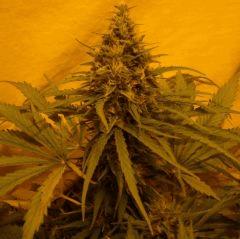 JF 52 (6)