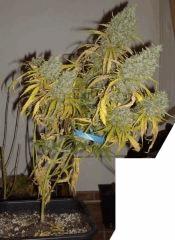 JF 78 Cut Hindu Kush Fond