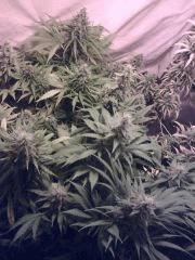 JF 52 (6)