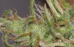 JF 59 Macro Grand Caribe
