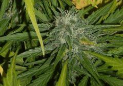JF 54 HinduKush fond, branche