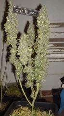 JF 78 Cut Hindu Kush Devant (3)