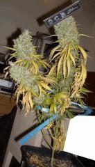 JF 78 Cut Hindu Kush Fond (3)