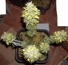 JF 78 Cut Hindu Kush Devant (2)