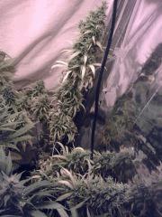 JF 52 (8)