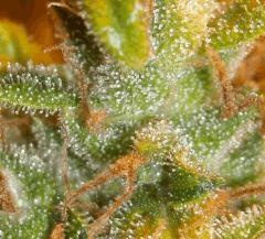 JF 73 Caribe grand Macro