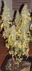 JF 78 Cut Hindu Kush Devant