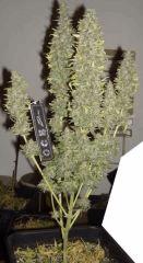 JF 78 Cut Hindu Kush Devant (1)