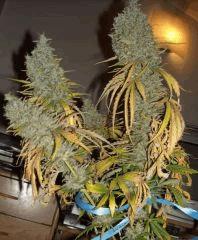 JF 78 Cut Hindu Kush Fond (2)