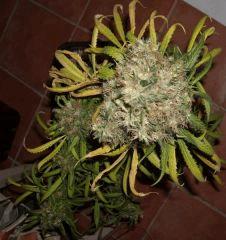 JF 78 Cut Caribe petit (3)