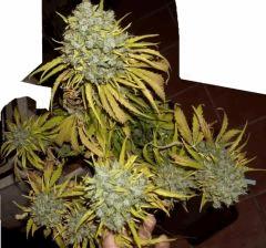 JF 78 Cut Hindu Kush Fond (1)