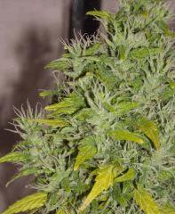 JF 54 grand Caribe sommet