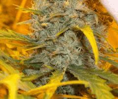 JF 54 Hindu Kush fond