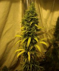 JF 52 (5)