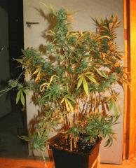 Exodus Cheese Pm 2 Flo 51