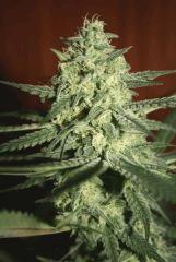 Exodus Cheese Pm 1 Flo   52 2