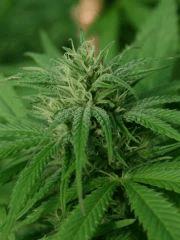 Cheese Exodus Cut Bio Canna C 9 octobre