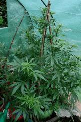 Cheese Exodus Pot vert 2